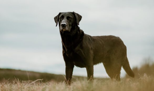 Kornay Hunting W2-Wurf