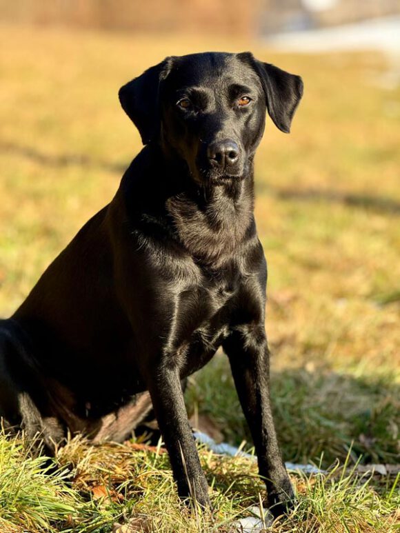 Aurora Zumi vom Greifenfels