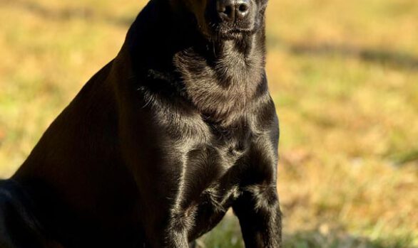 Aurora Zumi vom Greifenfels
